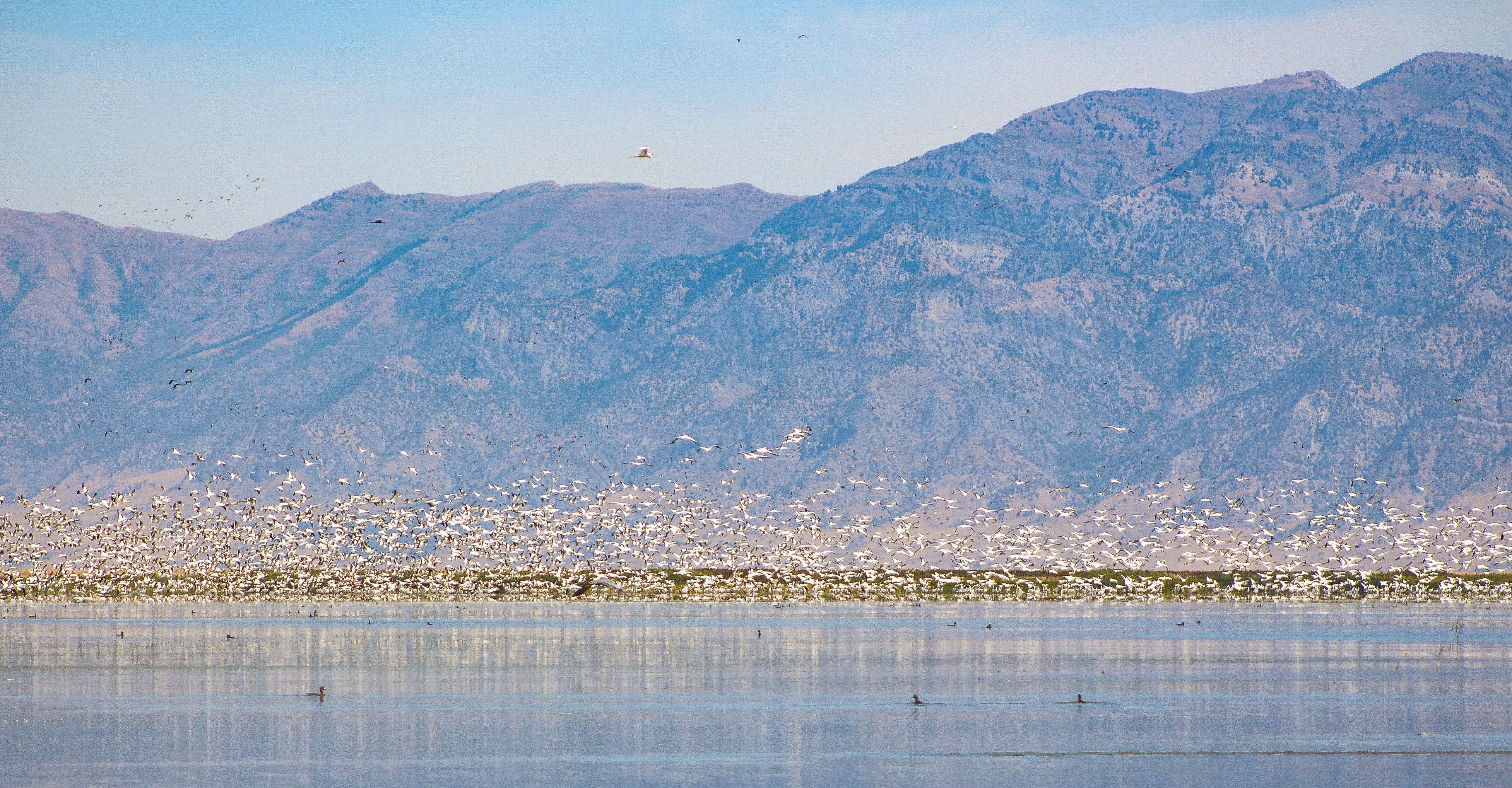 American White Pelicans at Great Salt Lake